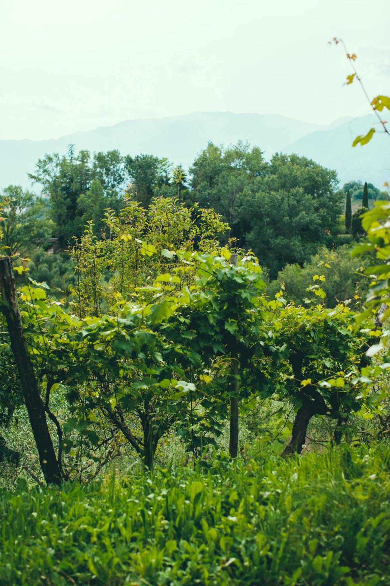 Asolo Norah'S Hill Agri Rooms Monfumo Екстериор снимка
